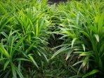 daun pandan