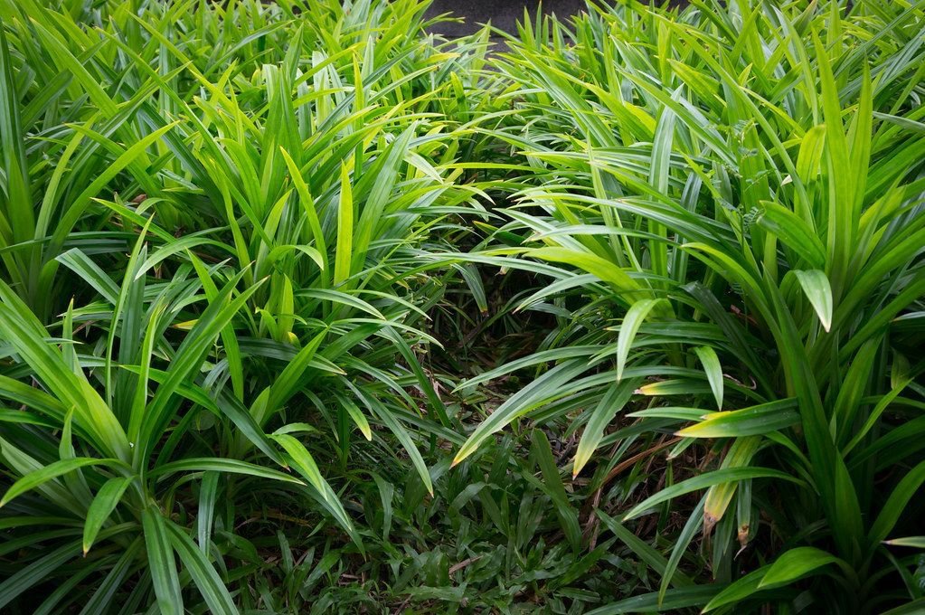 daun pandan