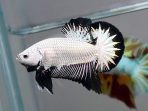 ikan cupang