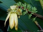 jantung pisang