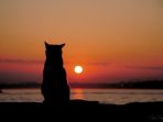 kucing
