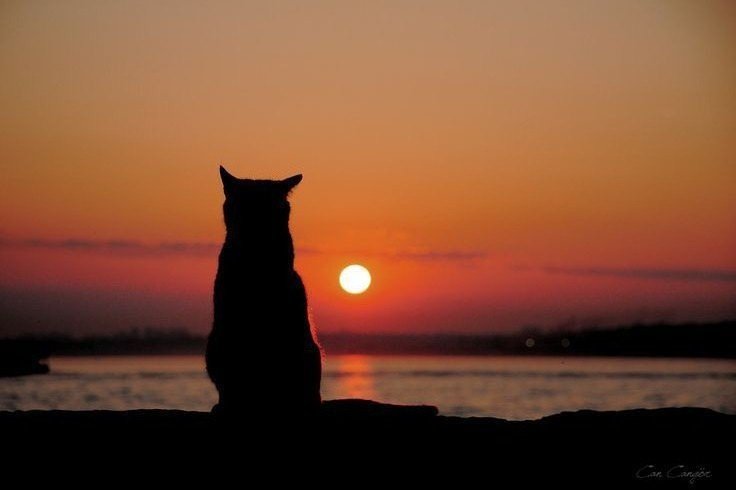 kucing