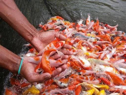 0871acde da5c 49cc b8cc fe9f60fa73db