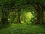 Hutan