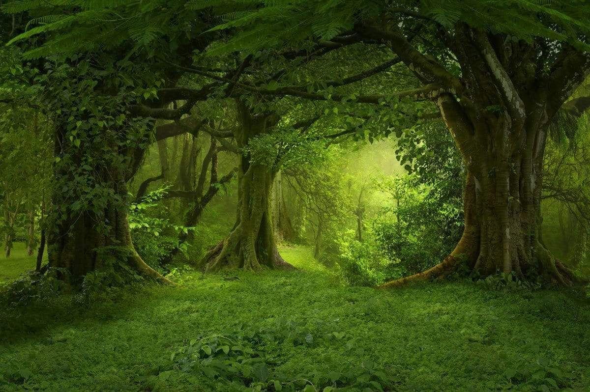 Hutan