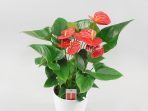 bunga anthurium