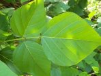 daun dadap