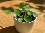 pilea