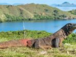 KOMODO