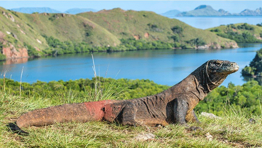 KOMODO