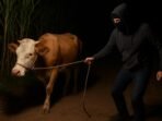 MALING SAPI