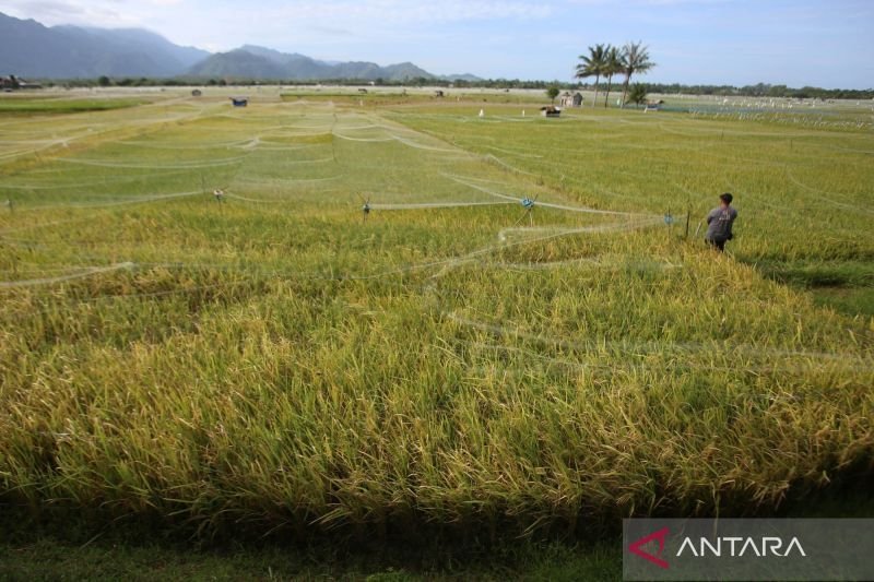 alokasi anggaran ketahanan pangan tahun 2026 2606465 1