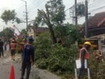 pohon tumbang