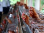 BUMDes Alasbuluh Banyuwangi kelola peternakan ayam petelur untuk gizi warga miskin