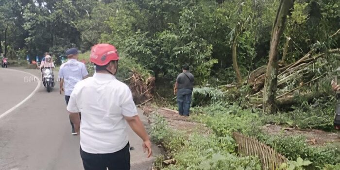Jalan Raya Sawahan-Berbek Nganjuk Ambol gegara Pohon Trembesi Besar Tumbang Diterjang Hujan Angin 1 WhatsApp Image 2026 02 11 at 7.14.18 PM