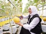 Bupati Banyuwangi Ipuk Fiestiandani dorong pengembangan melon hidroponik pertanian modern