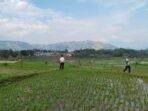 Lahan sawah padi di Jabar Lahan sawah padi di Jabar