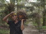 Petani sawit Indonesia. Sawit adalah bahan baku utama CPO.