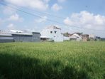 Lahan sawah di Kota Blitar. (Calvin BT)