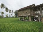Lahan pertanian di Banyuwangi