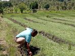 Bagus Dewantara menunjukkan tanaman bawang merahnya yang mati, padahal kurang satu bulan lagi sudah panen. (Agus Karyono)