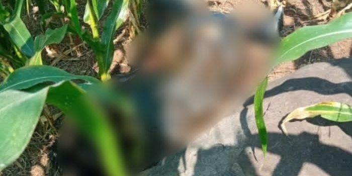 WhatsApp Image 2026 04 29 at 4.55.30 PM