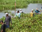 Pembersihan eceng gondok di waduk wilayah Lamongan.
