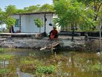 Ponidi memberikan makan ikan yang ada di kolam atas lumpur Lapindo, Sidoarjo. (Foto: Achmad Adi Nurcahya)
