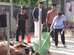 Dirut Bulog Ahmad Rizal Ramdhani meninjau penyembelihan hewan kurban.