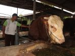 Sapi Simental asal Talun, Blitar yang dibeli Presiden Prabowo untuk Idul Adha. (CalvinBT)