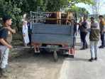 Pengecekan hewan ternak yang melintas di perbatasan Lamongan-Jombang.