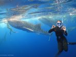 Keindahan pemandangan bawah laut di Teluk Saleh. (Foto: Ist)