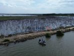 Penampakan kawasan mangrove di lahan reklamasi JIIPE Gresik yang mati dan mengering. (Foto: Ist/KabarBaik.co)