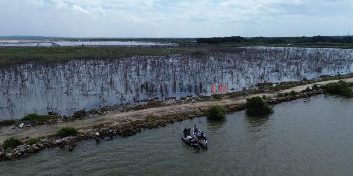 Penampakan kawasan mangrove di lahan reklamasi JIIPE Gresik yang mati dan mengering. (Foto: Ist/KabarBaik.co)