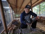 Ketua Kelompok Jengkar Mandiri Suwito menunjukkan ternak ayam kampung unggulan.