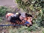 Petugas BPBD Kabupaten Sidoarjo saat evakuasi sapi mengamuk hingga terjun ke sungai. (Foto: Ist/BPBD Sidoarjo)