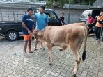 Pencuri sapi