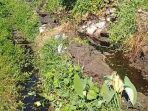saluran irigasi yang mulai tercemar limbah. (Ist)