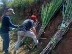 Program Bongkar Ratoon Tebu di Putukrejo Kabupaten Malang
