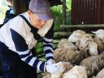 Petugas melakukan pemeriksaan hewan kurban. (Ist)
