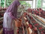Peternak ayam petelur di Jombang mengeluhkan harga telur yang anjlok.(teguh)