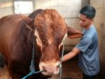 Jovan Pratama, peternak muda asal Desa Bukur, Patianrowo, bersama sapi Limosin berbobot 1,06 ton miliknya yang resmi dibeli Presiden Prabowo Subianto untuk kurban di Masjid Warujayeng. (Agus Karyono)