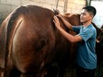 Jovan Pratama, seorang peternak sapi asal Dusun Dusun Tegal Rejo, Desa Bukur, Kecamatan Patianrowo, Nganjuk