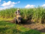 Kegiatan tanam program bongkar ratoon tebu, langkah Pemkab Nganjuk perbarui bibit unggul demi produksi maksimal. (Agus Karyono)