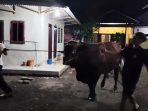 Sapi limousin kiriman Presiden Prabowo saat tiba di Ponpes Bahrul Hidayah, Banyuwangi.