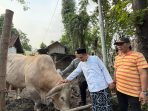 Sapi kurban Prabowo