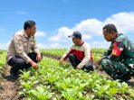 IMG-20260529-WA0031 Sinergisitas TNI-Polri dampingi warga Ngadipiro sulap pekarangan jadi ladang sawi; dukung ketahanan pangan sekaligus tingkatkan ekonomi keluarga.