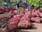 Petani porang di Lombok Timur.