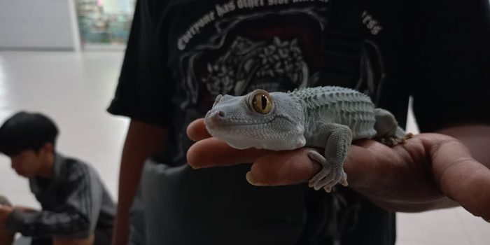 Tokek Biru Langka Milik Warga Mojokerto Ini Jadi Buruan Pecinta Reptil 1 WhatsApp Image 2026 05 10 at 2.40.28 PM
