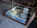 Elang Jawa terluka diamankan Damkar Gresik. Elang Jawa terluka diamankan Damkar Gresik.